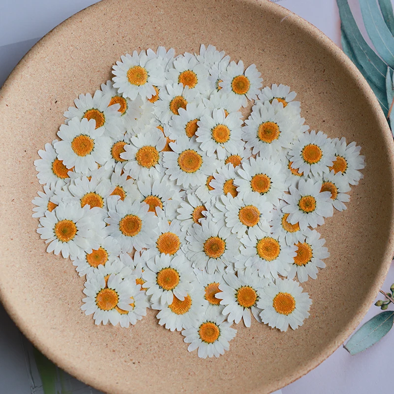 Dried Flower Bookmark - ดอกเบญจมาศแห้ง/ย้อมสี 60 ดอก สำหรับทำเครื่องประดับ ที่คั่นหนังสือ เคสโทรศัพท์