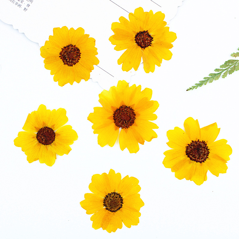 24 ชิ้น ดอกเบญจมาศธรรมชาติ ดอก - Dried Flower Bookmark บทวิจารณ์และราคา