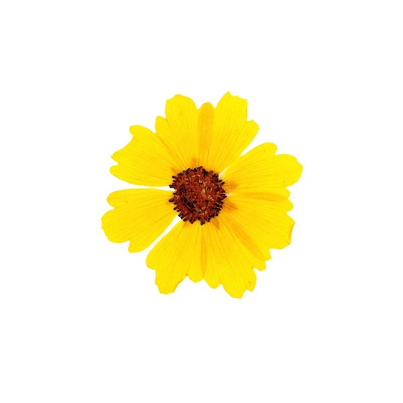 24 ชิ้น ดอกเบญจมาศธรรมชาติ ดอก - Dried Flower Bookmark บทวิจารณ์และราคา